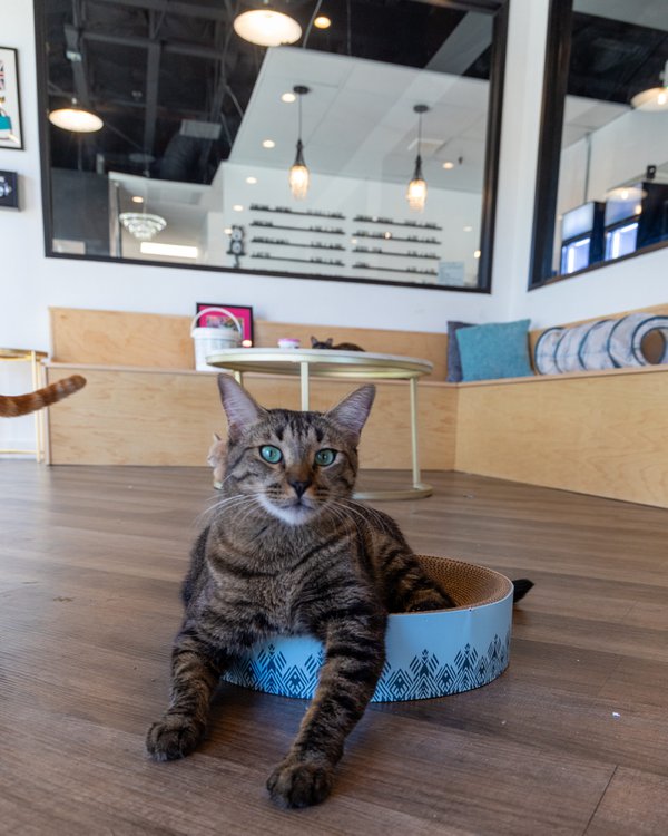 Frisky Business Palm Springs Cat Cafe Monty.jpg